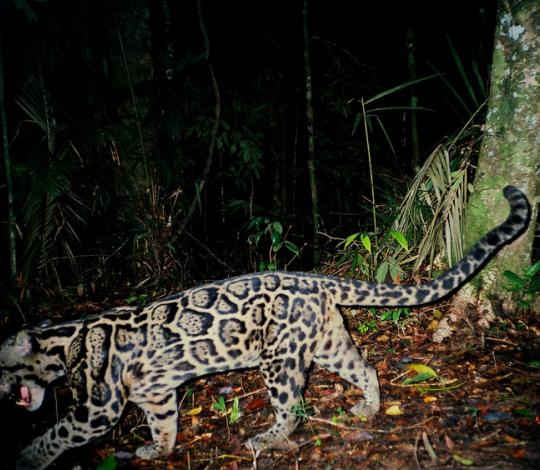 Clouded leopard camera trap.