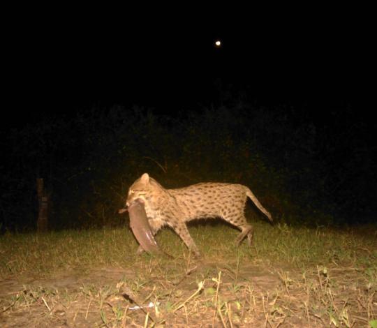 Fishing cat with fish in mouth