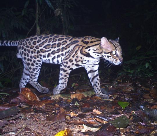 Ocelot camera trap 5