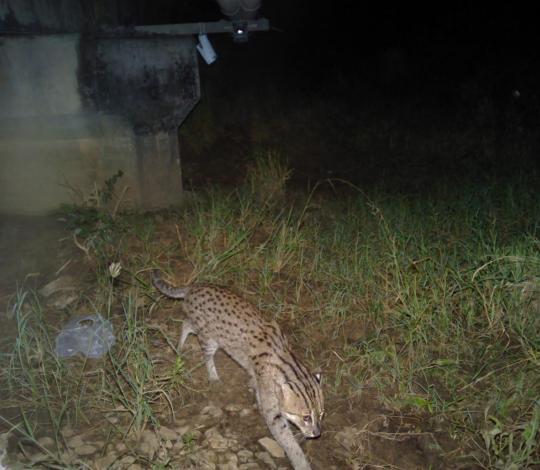 Fishing cat