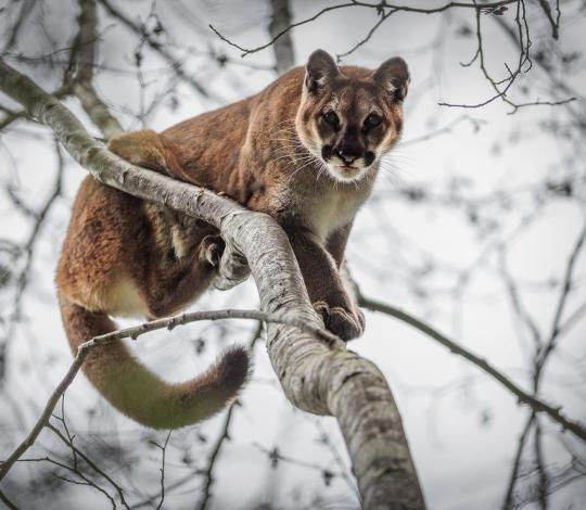 Puma