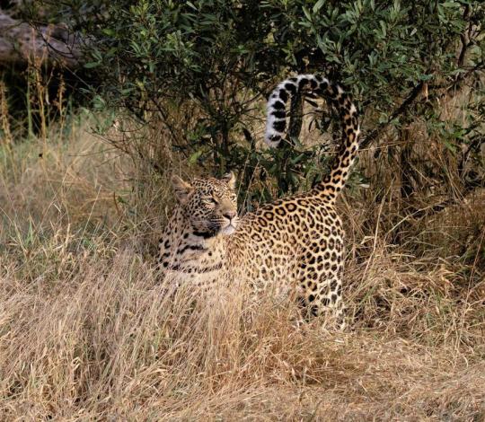 Leopard Sabi Sands