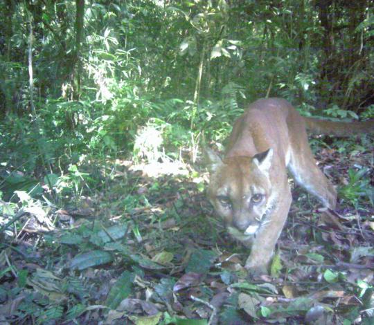 Costa Rica puma