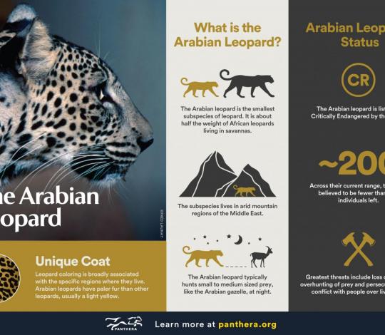 Arabian leopard infographic
