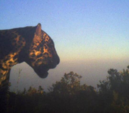 Jaguar