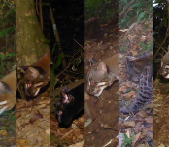 Six forms of the Asian golden caqt
