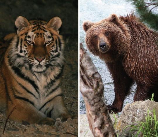 Tiger and bear