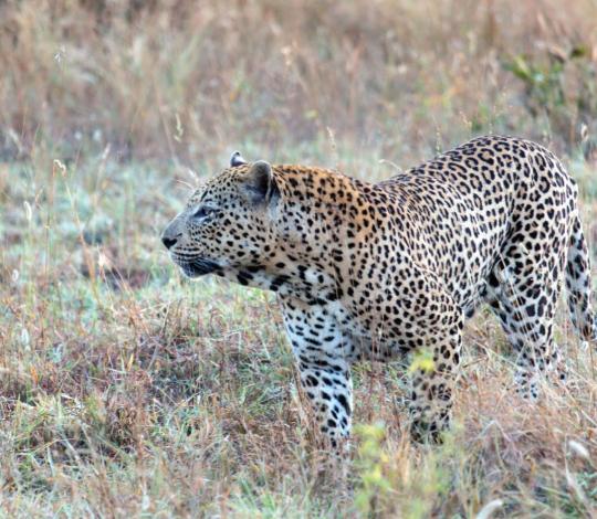 Leopard