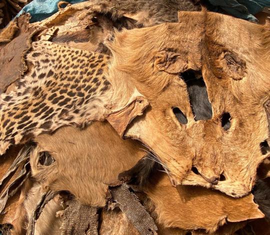 Wild cat skins at a market