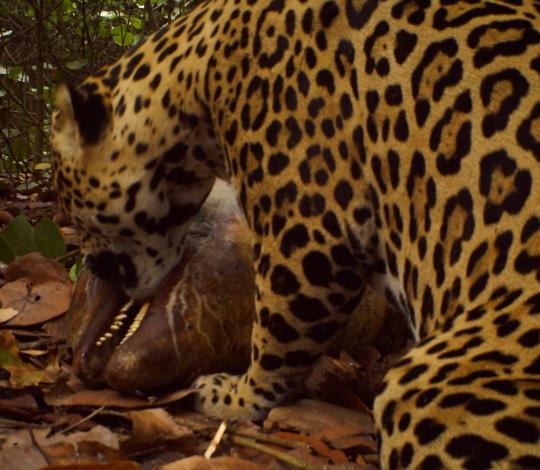 Jaguar eating dolphin carcass