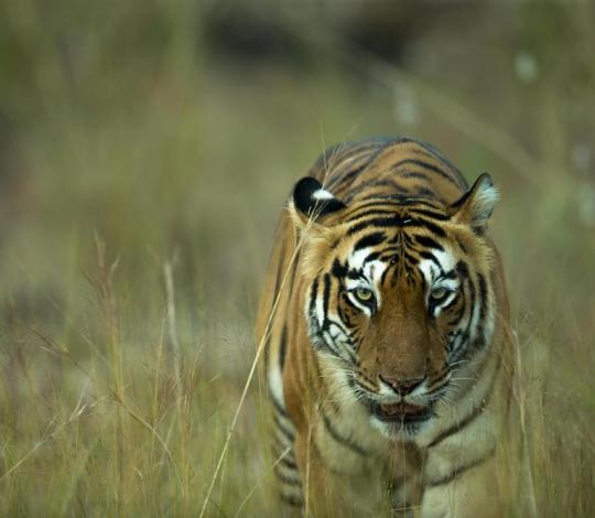 Tiger walking