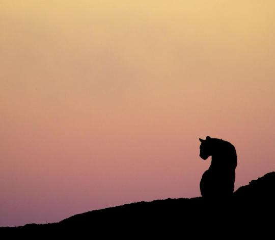 Puma late afternoon