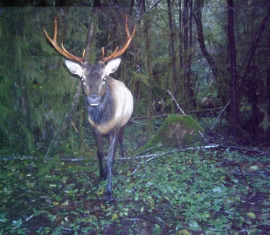 Elk