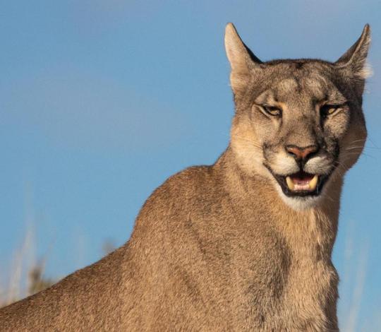 Puma in Chile