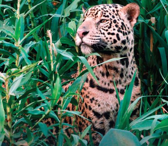 Jaguar
