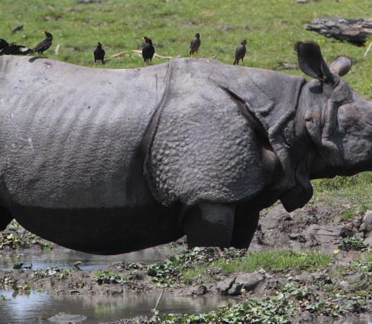 Rhino