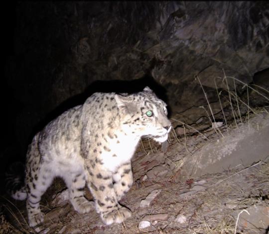 Snow leopard camera trap