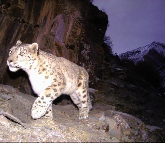 Snow leopards