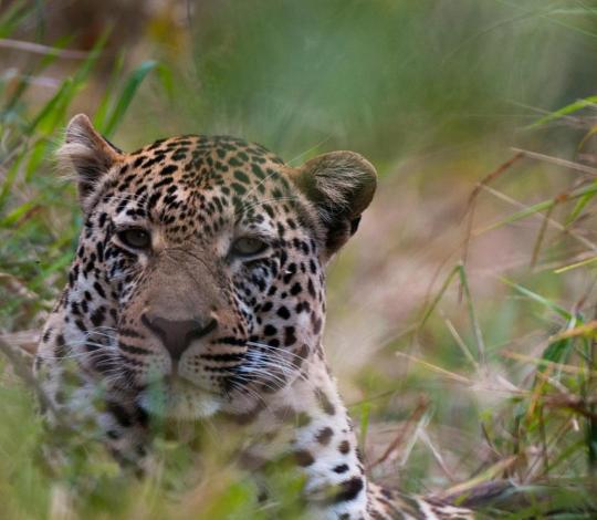 Leopard