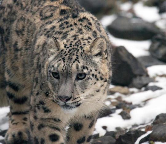 Snow leopard