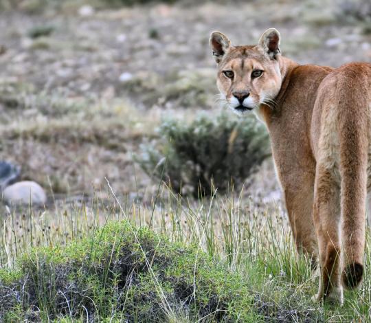 Puma looking back