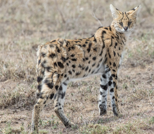 Serval 1