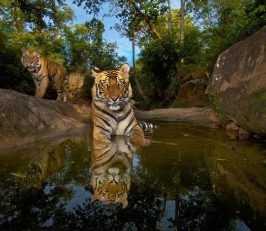Two tigers