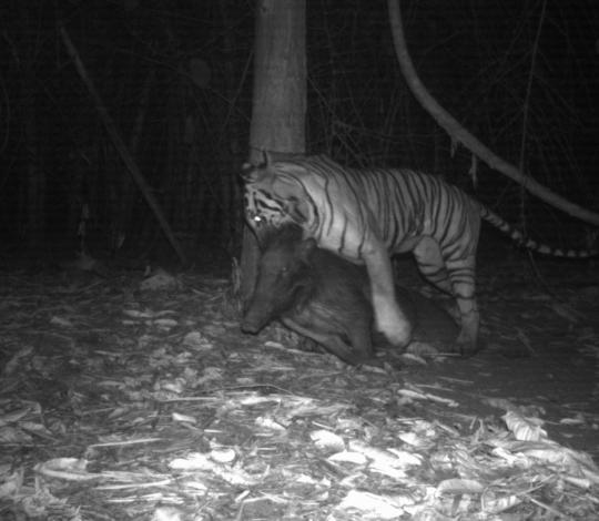 Tiger with prey