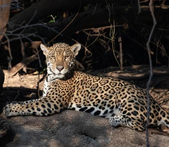 Jaguar