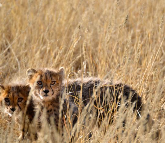 Cheetah kittens