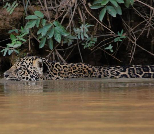 A swimming jaguar