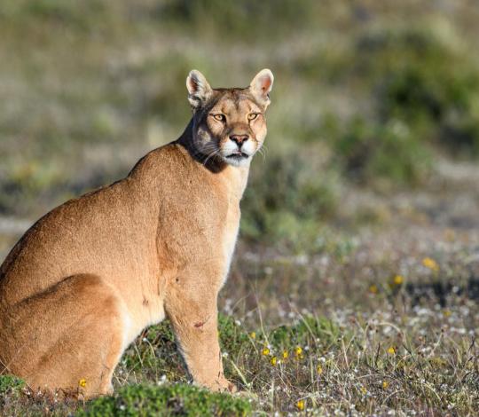 Puma in Chile