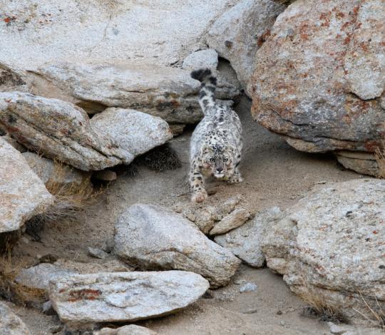 Snow leopard 1