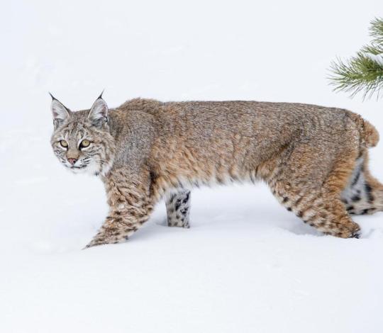 Bobcat
