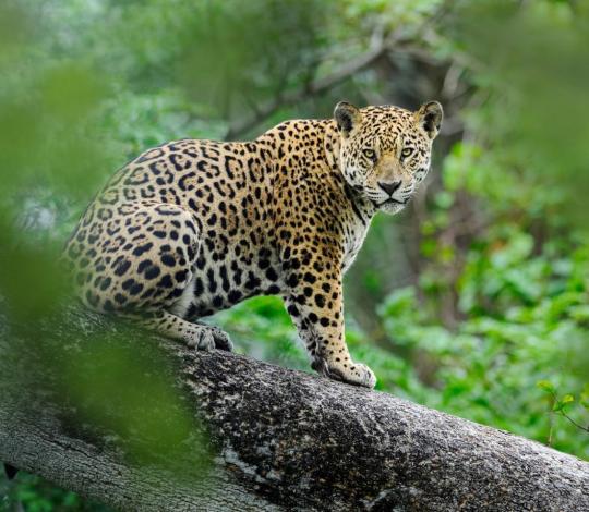 Jaguar