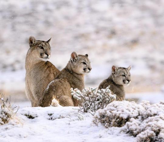 Pumas in Chile