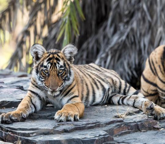 Bengal tiger cub