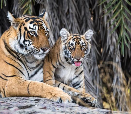 Tigers