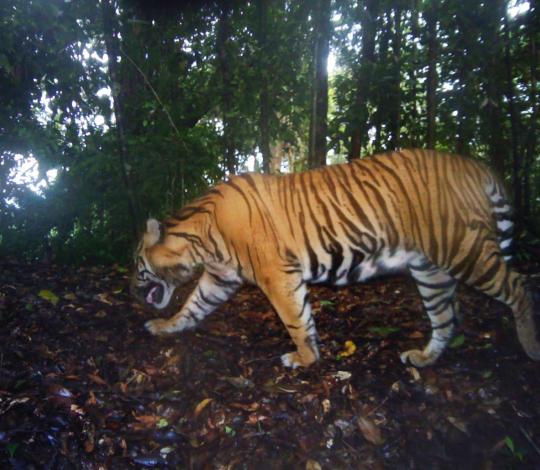 Sumatran tiger