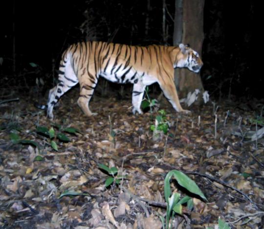 Tiger camera trap