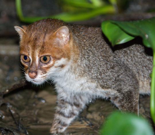 Flat-headed cat Borneo.