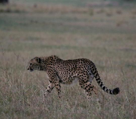 King the cheetah