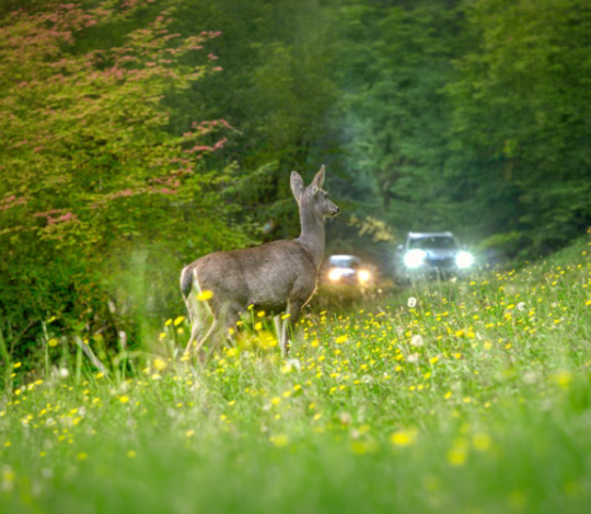 A black-tailed deer eyes a busy road in western Washington, contemplating when to cross. 