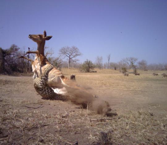 Amazing camera trap image