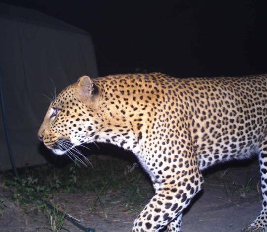 Leopard