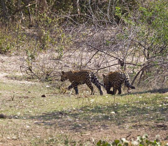 Male jaguars
