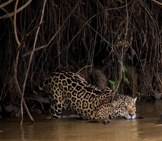 Jaguar wading