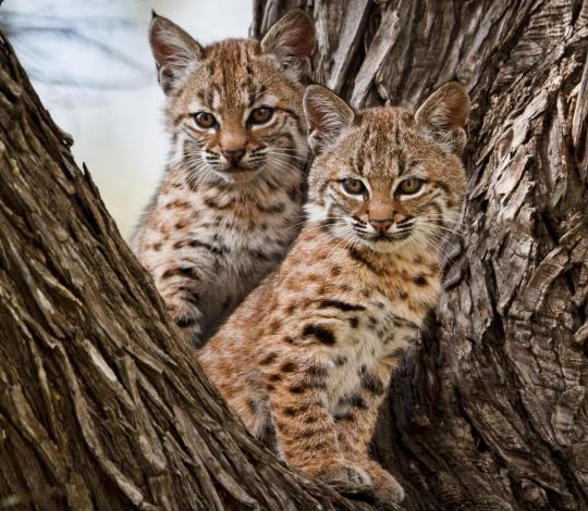 Bobcat kittens