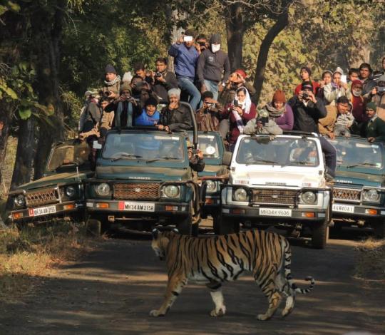 Tiger spotted