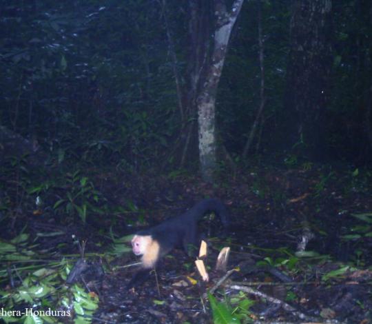 Monkey in Honduras